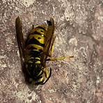 yellowjacket wasp species1
