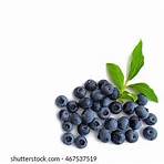 blueberries white background5