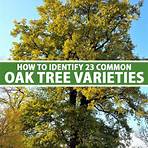 oak species4