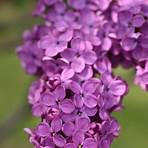 Lilacs in the Spring filme5