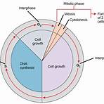 cellular cycle1