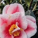 sadaharu oh camellia4