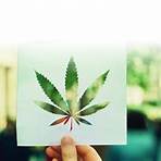 Cannabis5