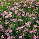 How do you prune Coreopsis?2
