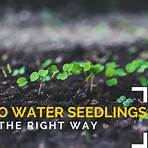 how do you start a plant from seeds in water3