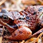 toad animal3