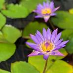 water lilies names1