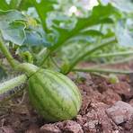 how big do watermelons grow in missouri4