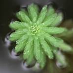 粉綠狐尾藻3