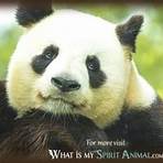 is a panda a solitary animal meaning3
