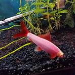 saddam hussein's genetically engineered fish glow2