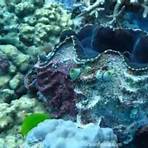 what is the habitat of a giant clam found4