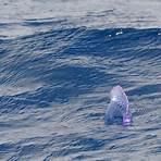 whale watching azoren preise1