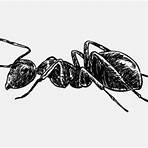 where can i get clipart for free an ant cartoon drawing black and white1