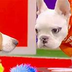 puppy bowl xviii: pre-game show tv live1