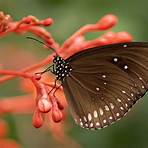picture of butterfly1