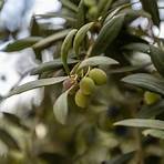 olive tree3