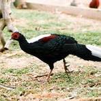 exotic pheasants for sale1