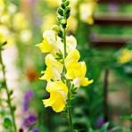 how to grow snapdragons1