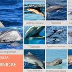 tipi di delfino1