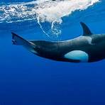 orca wale4