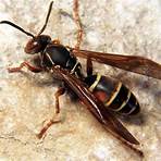 wasp species4