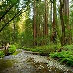 Valley of the Redwoods filme1