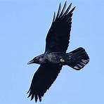 raven symbolism4