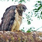 crested eagle1