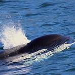orca wale2