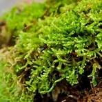 living with moss2