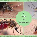 Mosquitos4