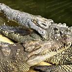 Crocodile2