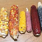 Why is field corn better?1