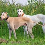 greyhound dog2