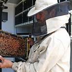 la apicultura en israel2