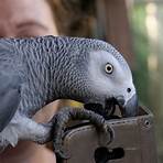 papagaio cinzento africano5