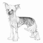 crested cara-cara dog breeds4