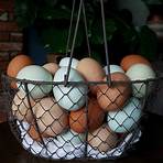 Fresh Eggs3
