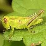 grasshopper life cycle4