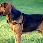 bloodhound haltung5