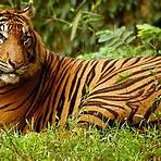 Der Tiger2