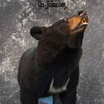 black bear mounts for sale3