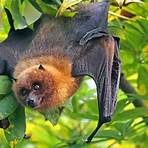 types of flying foxes1