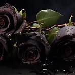 black rose meaning3