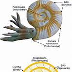 como se originaron los ammonites4