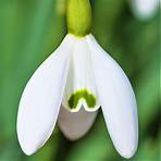 galanthus bulbs for sale4