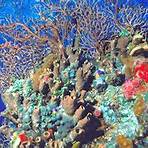 korallen namen3