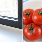 grüne tomaten nachreifen lassen giftig1