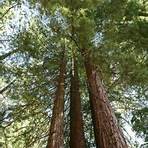 sequoia sempervirens3